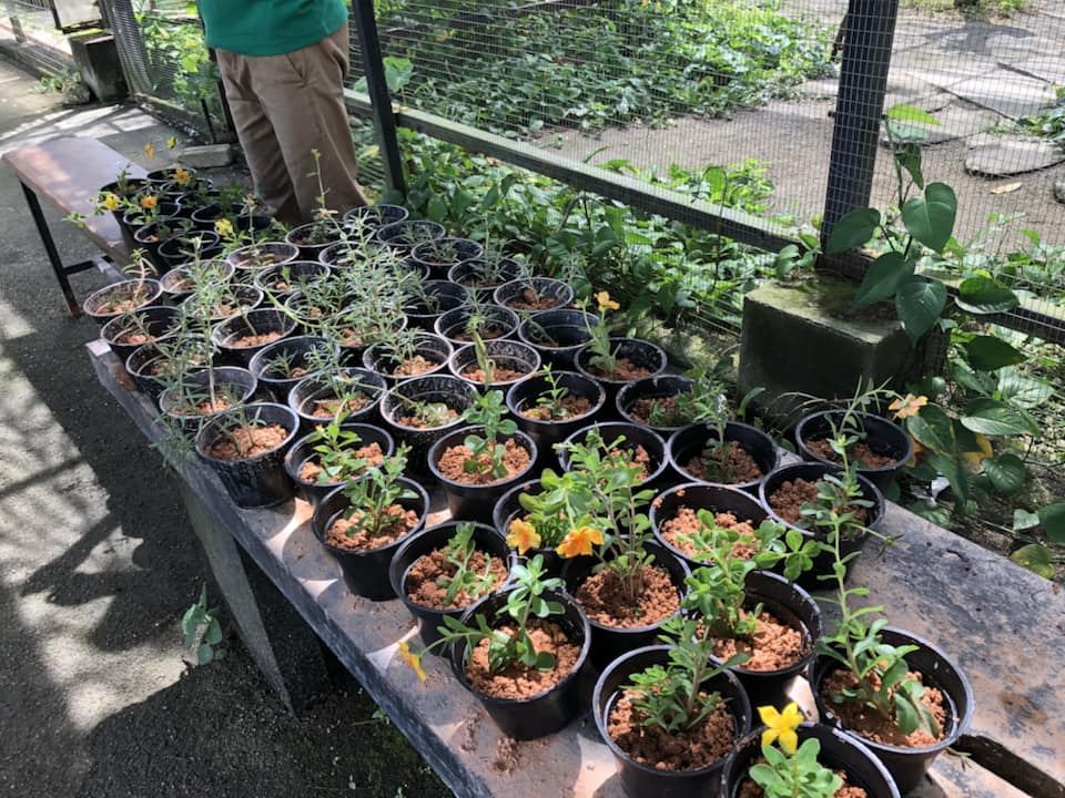 Flower pots prepared for a planting activity