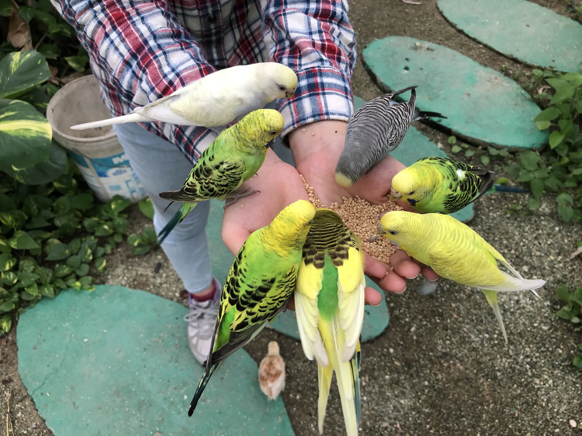 Visitors feeding colourful budgerigars